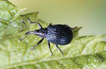 http://www.syngenta.com/country/ch/SiteCollectionImages/Targets/wein_otiorhynchus_3.jpg