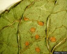 http://images2.wikia.nocookie.net/__cb20100827121216/gardener/images/9/9a/Mint_Mint_rust_Puccinia_menthae.jpg