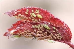 http://www.naturepixel.com/feuille_rosier_couverte_pucerons.jpg