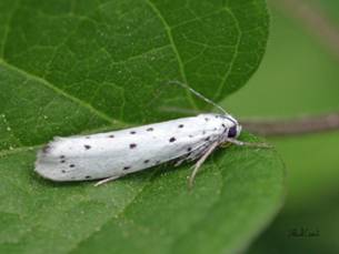 http://www.papillons-49.fr/Heter-especes/Yponomeutidae/Yponomeuta-cagnagella-0694/images/image/0694-03-3709.JPG