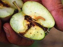 http://upload.wikimedia.org/wikipedia/commons/thumb/c/c6/Madige-Apfel-Frucht.jpg/250px-Madige-Apfel-Frucht.jpg