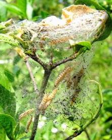 http://www.quenovel.be/Horticole/hortiimages/p21/Hyponomeute-Fusain1.jpg