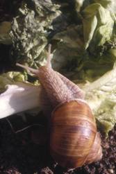 Photos animaux - escargot de bourgogne